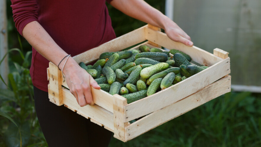 Kornišona bi bilo i više da nije nedostatka radne snage