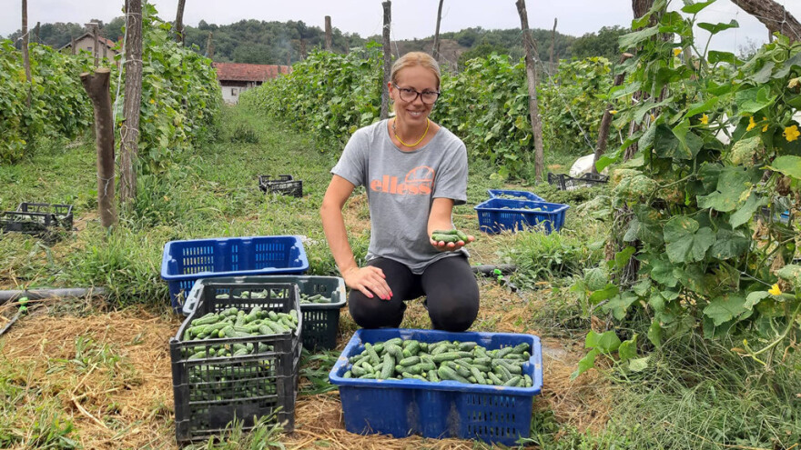 Proizvodnja kornišona: Kako odoleti plamenjači i ostvariti prinose?