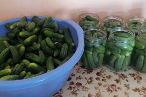 Da li se isplati proizvodnja kornišona na maloj površini?