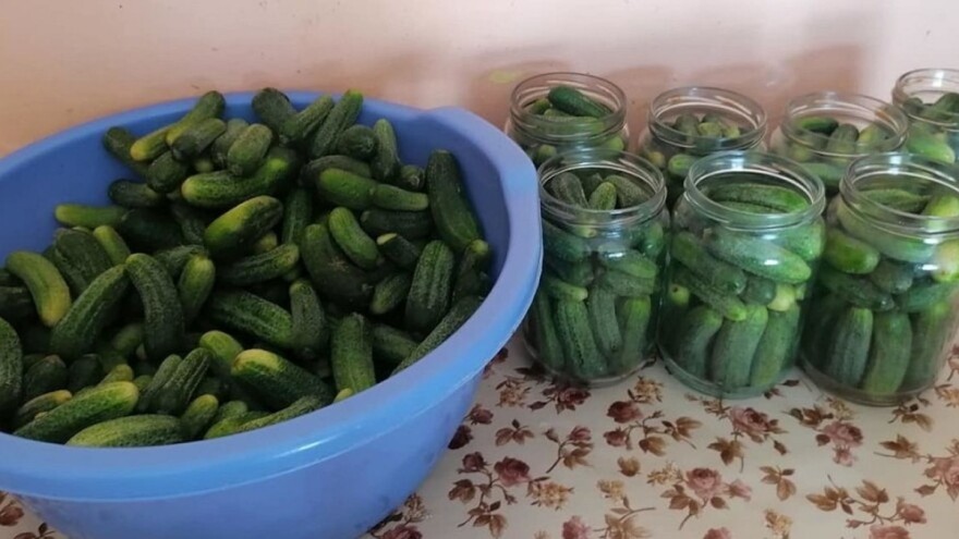 Da li se isplati proizvodnja kornišona na maloj površini?