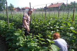 Krenuli od nule, a sad izvoze tone kornišona