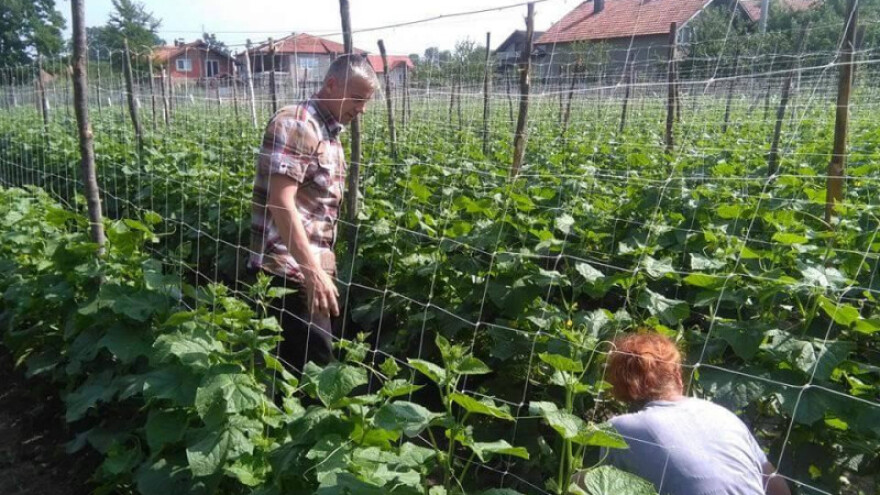 Krenuli od nule, a sad izvoze tone kornišona