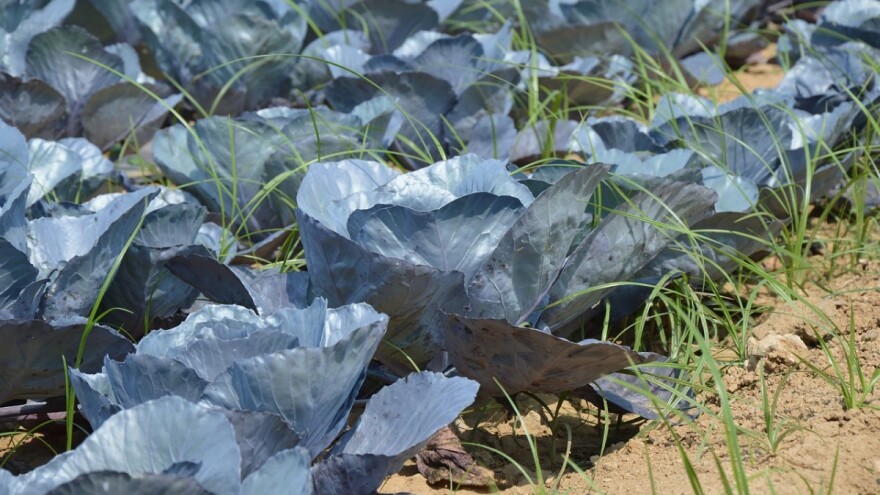 Suzbijanje korova u povrtarskim usevima