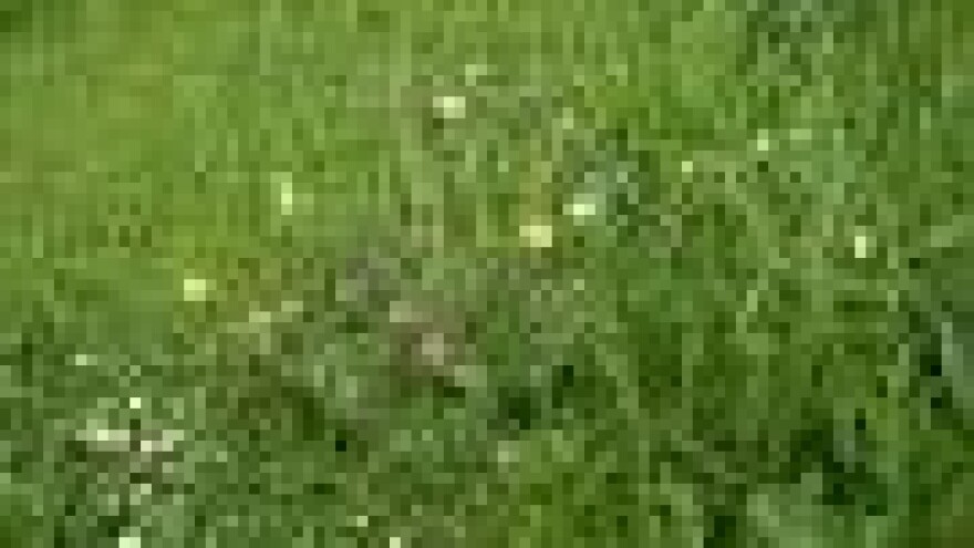 Zašto u nekih (tolerantnih) korova ne dolazi do inhibicije enzima?