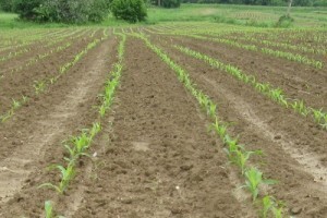 Herbicid produženog djelovanja
