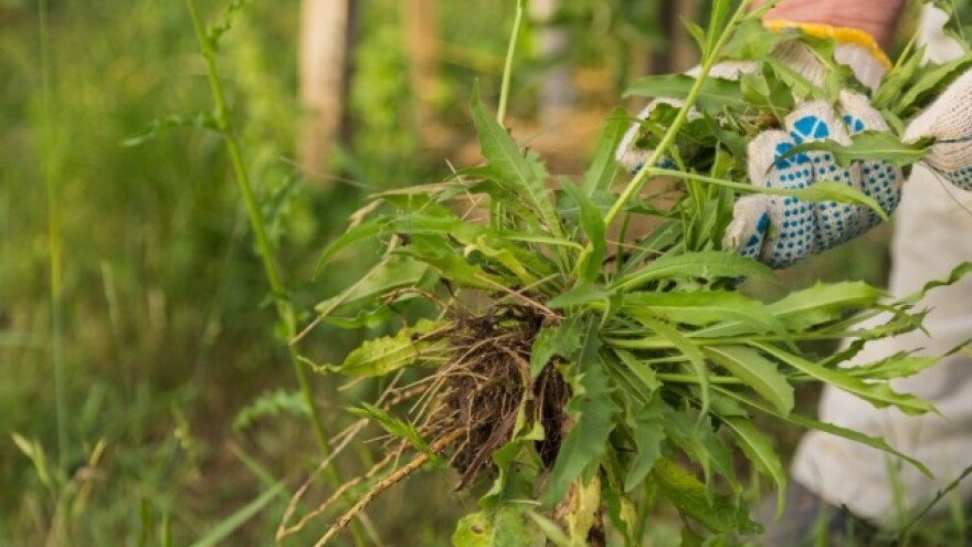 Suzbijanje korova na ozimim usjevima