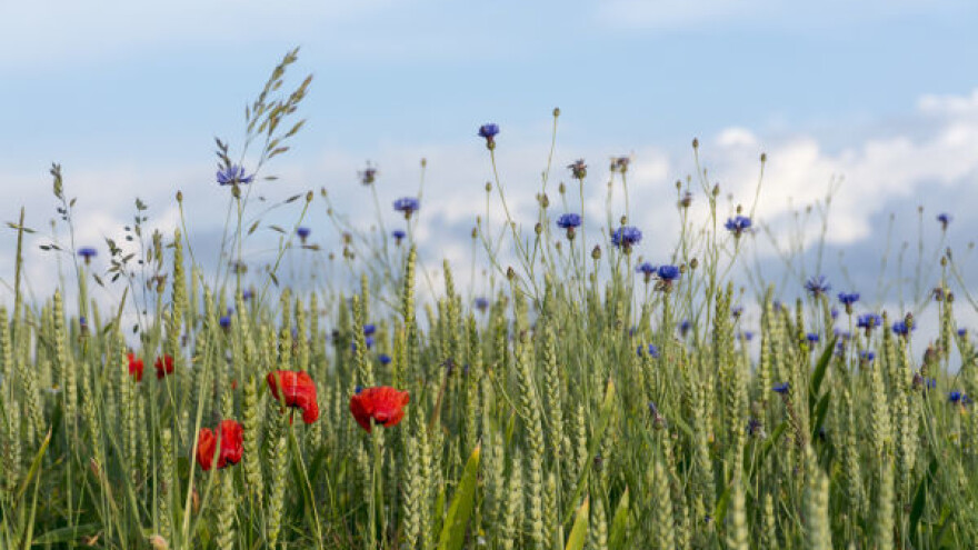 Idealno rešenje za zaštitu  žitarica od korova!