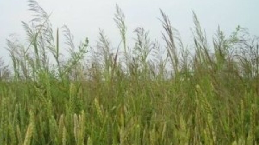 Širenje travnih korova i problemi u ovogodišnjoj žetvi