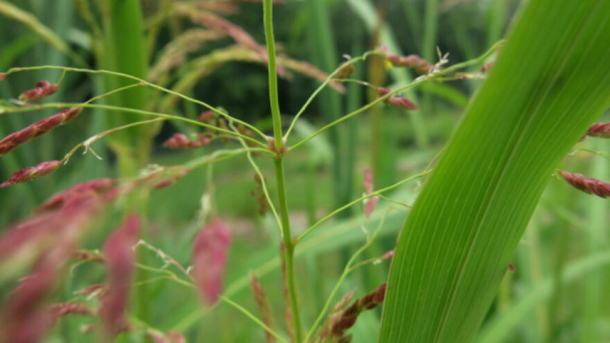Efikasno suzbijanje višegodišnjih korova