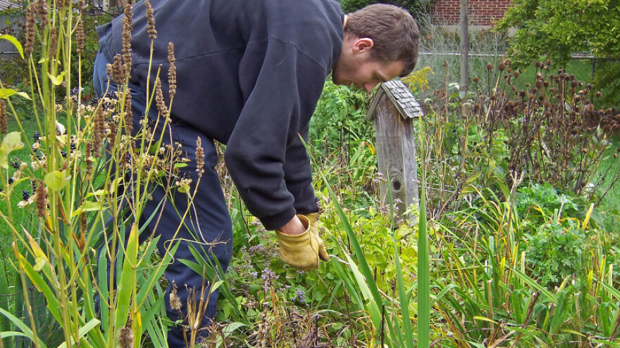 Zašto ujesen ne treba čupati korov u bašči?