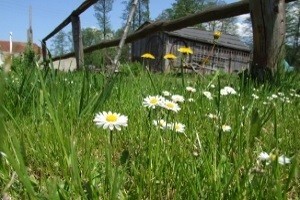 Zaštita od korova