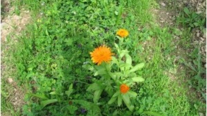 Zatravljivanjem do veće bioraznolikosti i plodnosti