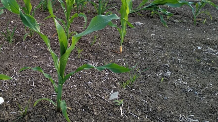 Da li korove u kukuruzu suzbijati pre ili posle nicanja?