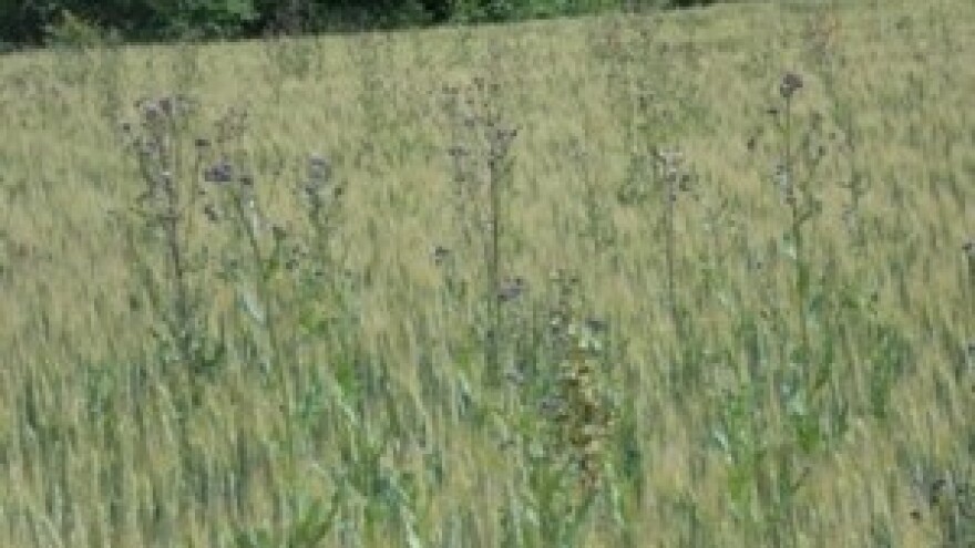 Idealno rješenje za zaštitu  žitarica od korova