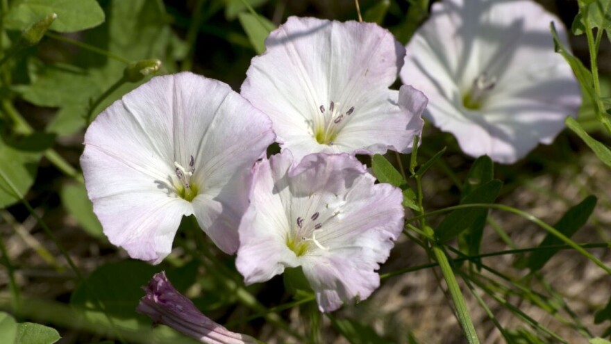 Šta o bašti govori ladolež, šta čičak, maslačak...