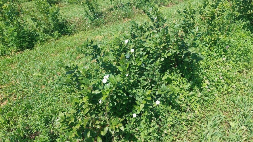 Njega borovnica u kolovozu: Čupajte korove i pazite na prihranu