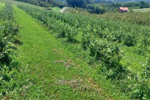 Njega borovnica u avgustu: Čupajte korove i pazite na prihranu