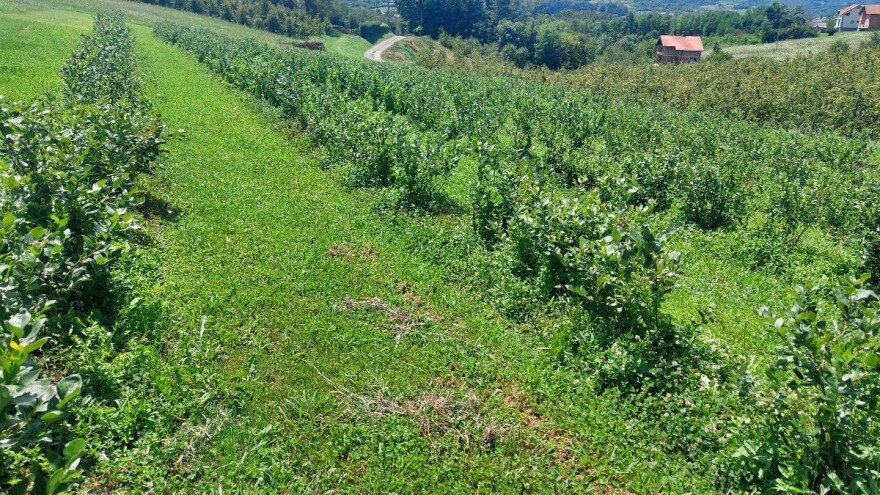 Njega borovnica u avgustu: Čupajte korove i pazite na prihranu