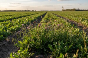 Korovi u uljanoj repici - izravna opasnost za nasad