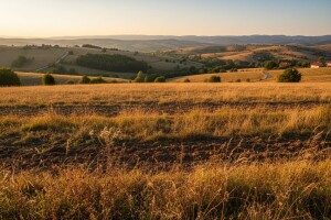 Korovom obrasla kvalitetna oranična površina