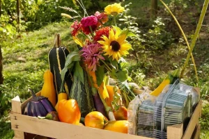 Sve prednosti spoja organskog uzgoja, biodinamike i permakulture u bašti