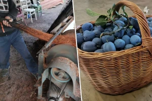 Bosanske korpe pokorile Evropu - treba nam još majstora