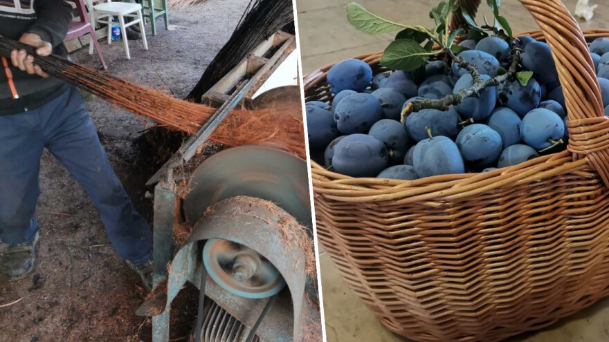 Bosanske korpe pokorile Evropu - treba nam još majstora