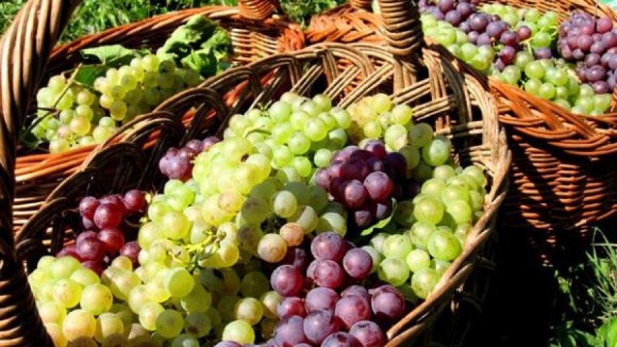 Rez vinove loze u zeleno