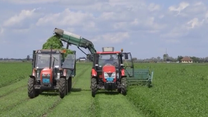 Umesto šećerne repe odlučio da seje peršun