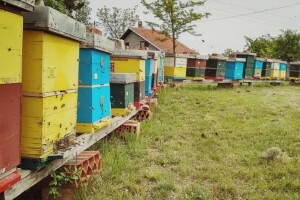 Pripremite pčele za bagremovu pašu