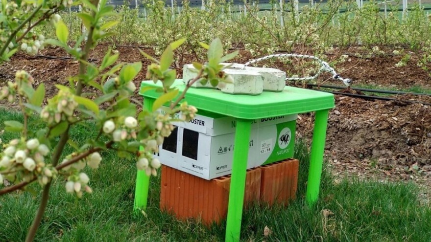 Najbolji oprašivači borovnice su bumbari - potvrdila struka i proizvođači