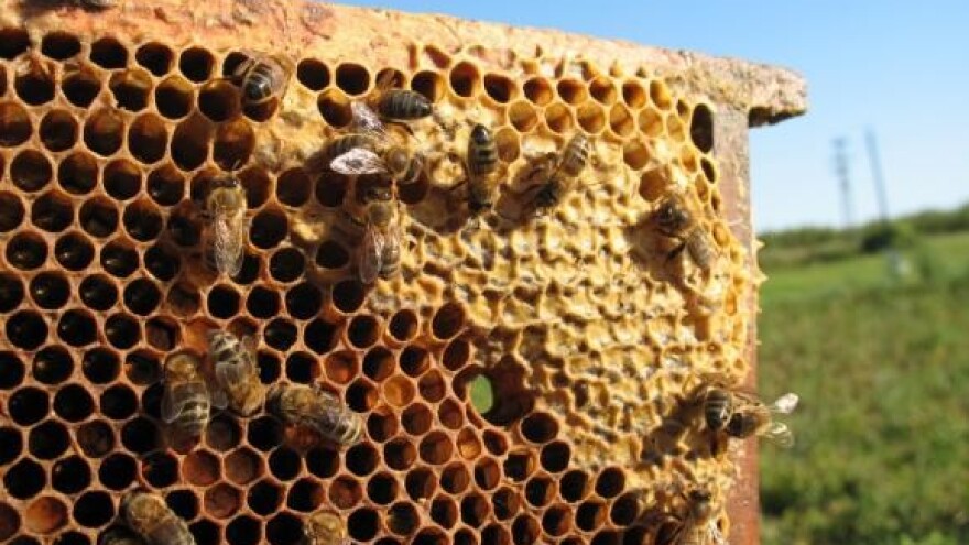 Zbog nestajanja pčela štete veće od 100 milijuna eura