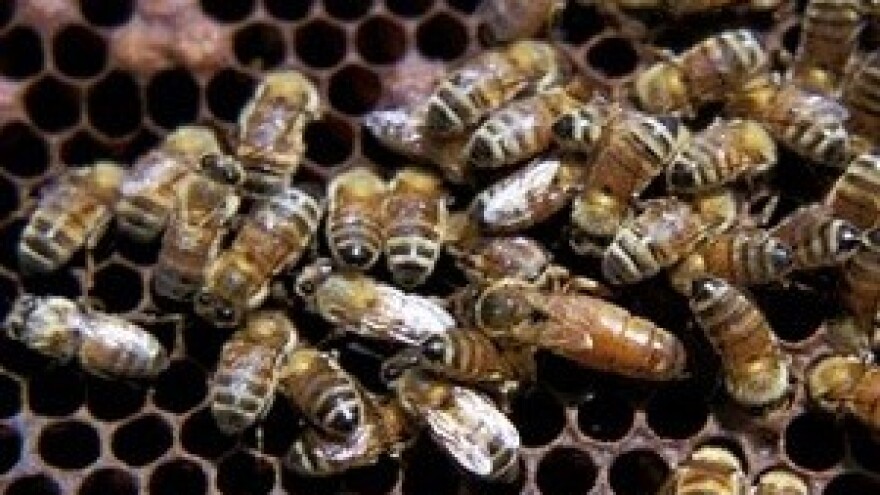 Zimovanje pčelinjih zajednica