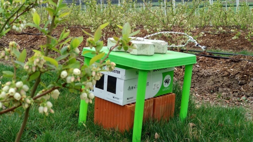 Najbolji oprašivači borovnice su bumbari - potvrdila struka i proizvođači