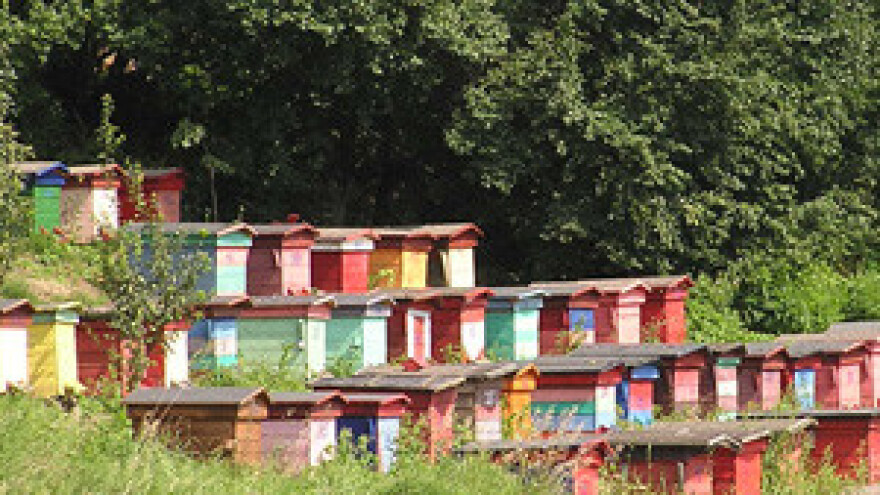 Pčelari zabrinuti zbog avionskog tretiranja šume