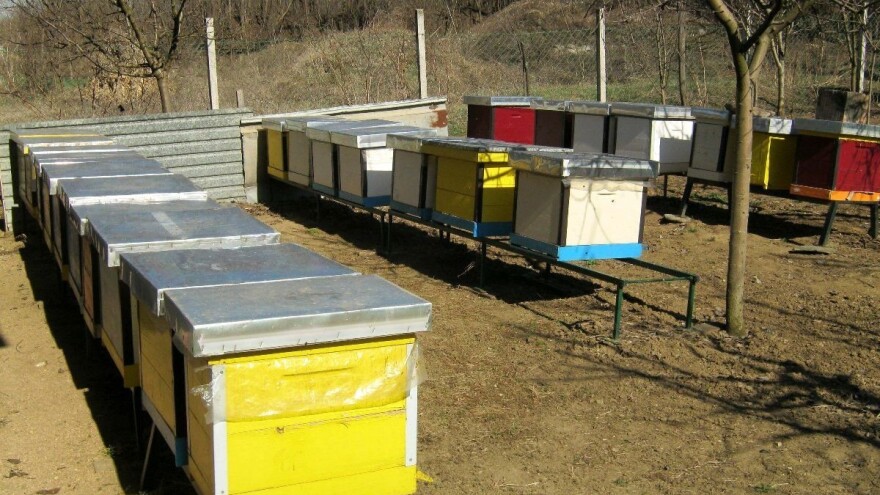 Đorđe Mrkić: Proizvodnja matice je teška poput rada u plasteniku