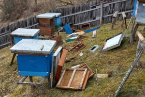 Premestio košnice u drugo selo zbog medveda, on ih i tamo našao