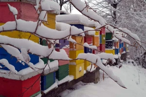 Radovi u pčelinjaku u februaru: Preduzmite mere za jačanje zajednice
