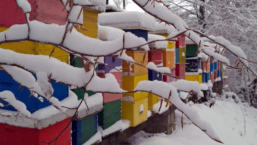 Radovi u pčelinjaku u februaru: Preduzmite mere za jačanje zajednice