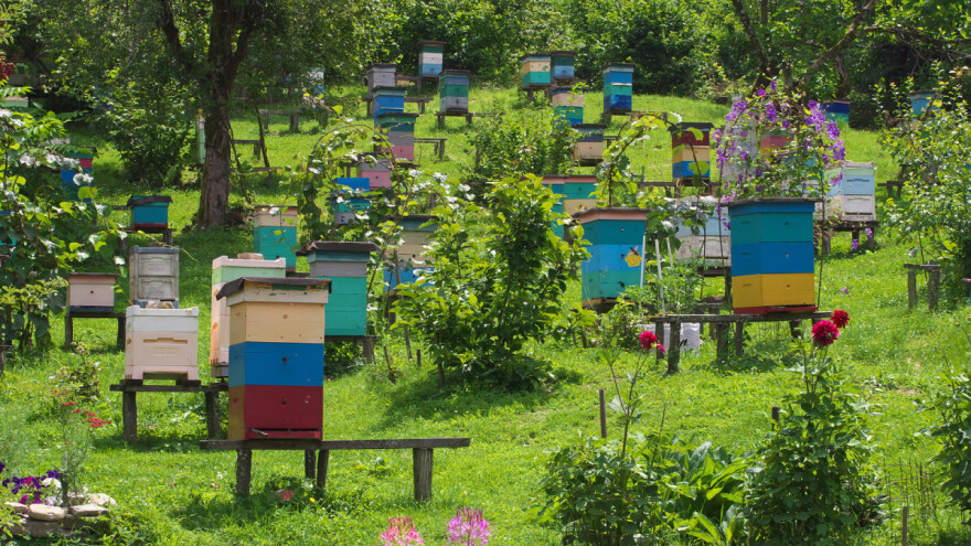 Sunce ili sjena - što je bolje za pčele?