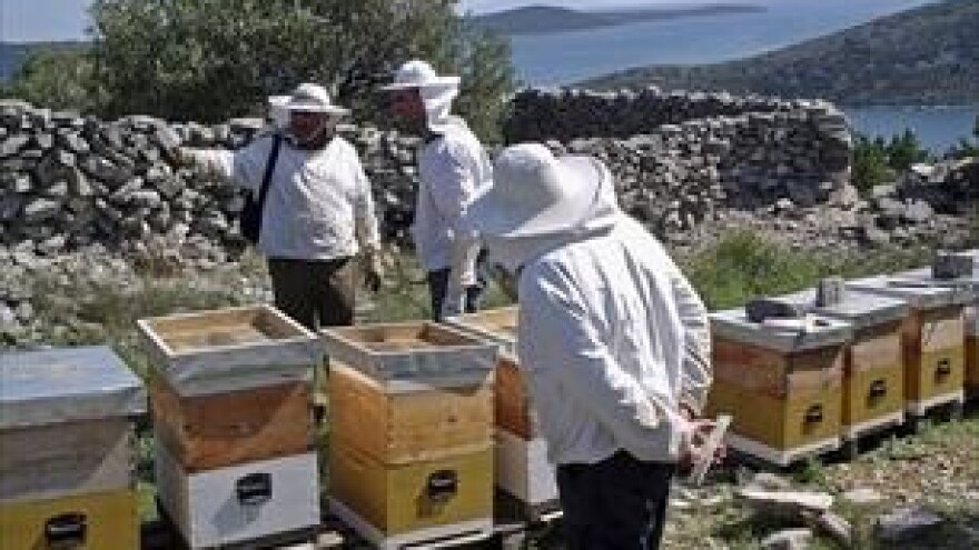 Otrovano 11 košnica s pola milijuna pčela