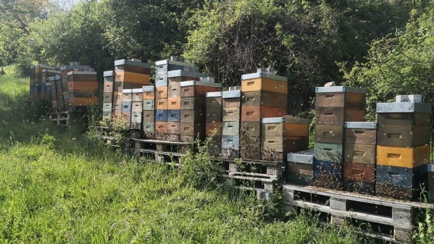 Buckfast pčele ili domaća karnika - šta misle pčelari?