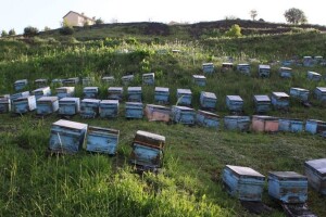Premjestio 1.200 košnica na granicu kako bi ih spasio da ne uginu