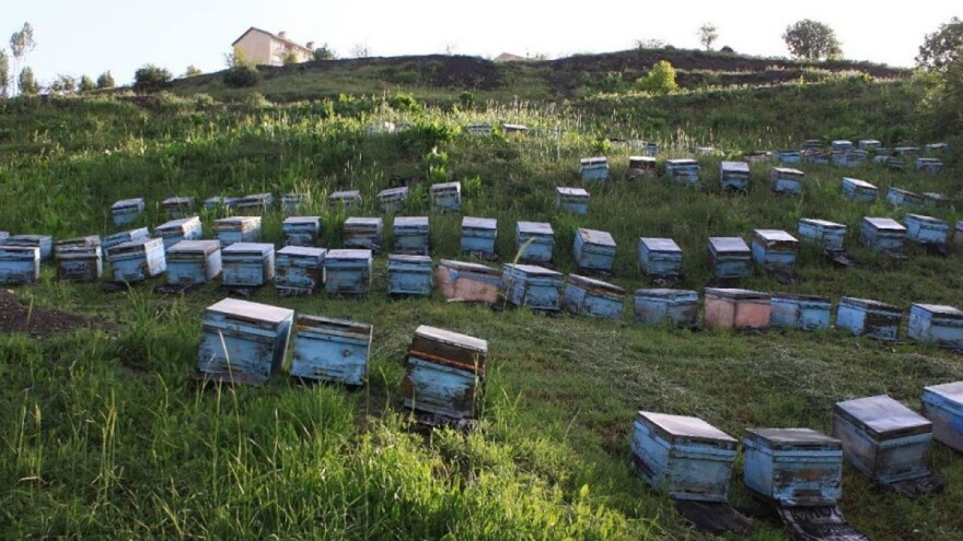 Premjestio 1.200 košnica na granicu kako bi ih spasio da ne uginu