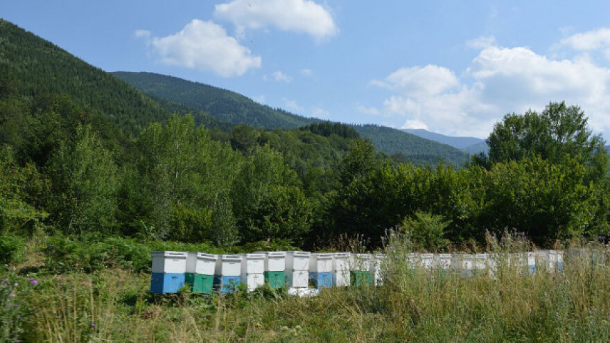 Formiran tim za sprečavanje krađe pčela