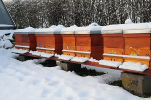 Decembar u pčelinjaku: Koje poslove obaviti, a šta izbegavati?