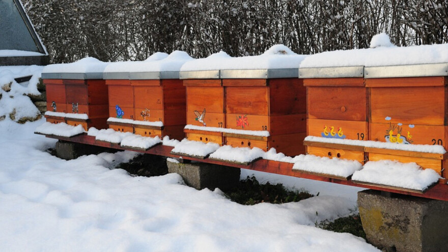 Decembar u pčelinjaku: Koje poslove obaviti, a šta izbegavati?