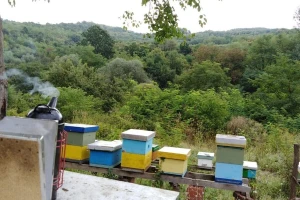 Napravili brend od proizvodnje meda sa organskom aronijom