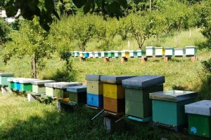 Bagremova paša obećavajuća, krenule pripreme i za suncokret