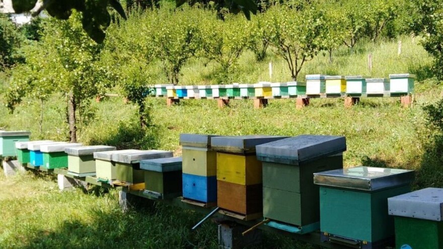 Bagremova paša obećavajuća, krenule pripreme i za suncokret